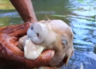 野猪肉怎么做好吃？有哪些烹饪技巧和食谱推荐？