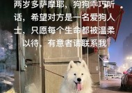 小萨摩耶不听话怎么办？训练听话的有效方法是什么？