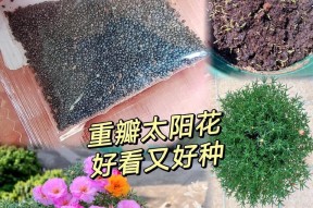 太阳花种子怎么种好？种植太阳花种子的正确步骤是什么？