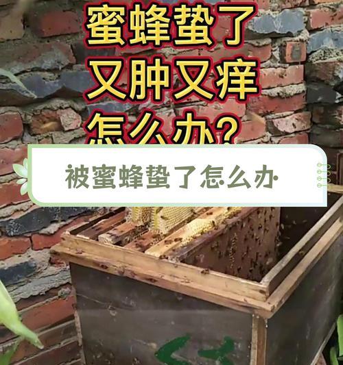 被蜜蜂蛰了怎么办？处理方法和预防措施是什么？  第3张