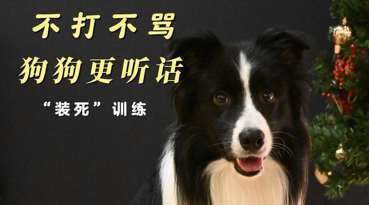 狗狗训练技巧：如何训练狗狗变得听话？  第2张