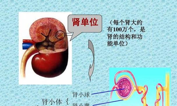 男人如何保养肾功能？日常习惯和饮食有哪些要点？  第3张